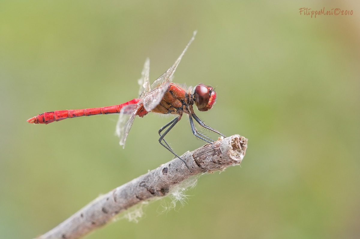 Sympetrum meridionale (maschio)? No, S. sanguineum